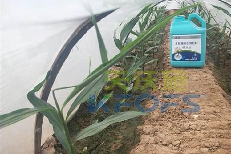 种莴笋如何施肥才能高产？