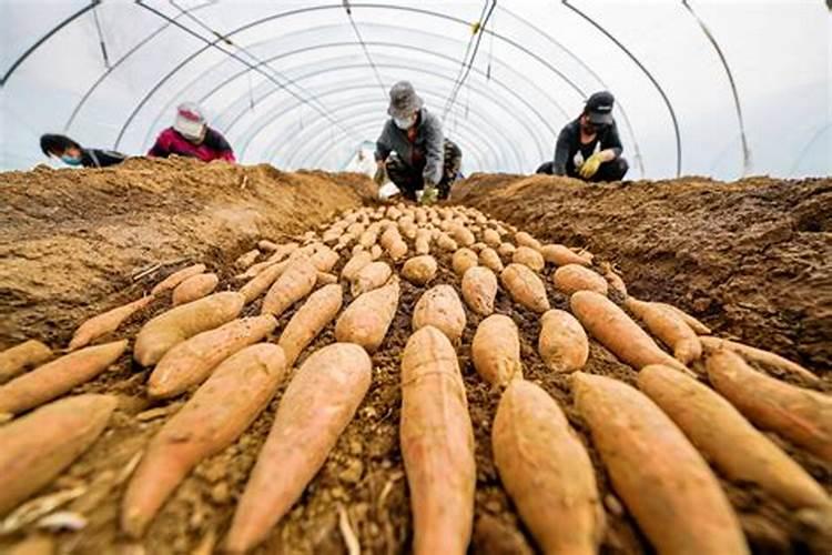 红薯移栽之后可以施肥吗？什么时候施第一遍肥？