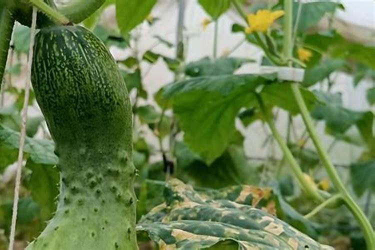 种植黄瓜如何使用磷酸二氢钾？