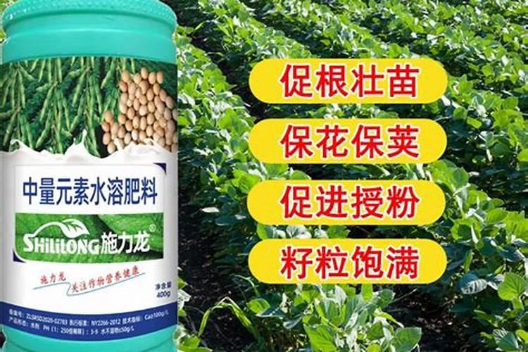 还在开花中的兰花能施肥吗