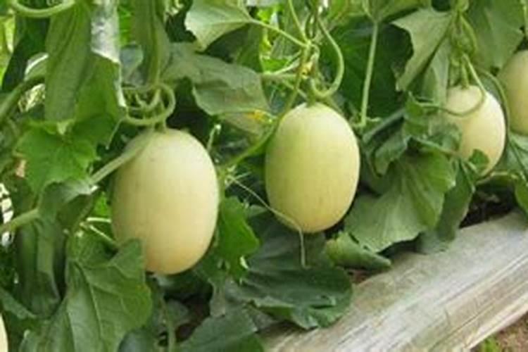 哪些蔬菜不能用含氯的肥料,含氯的肥料有哪些