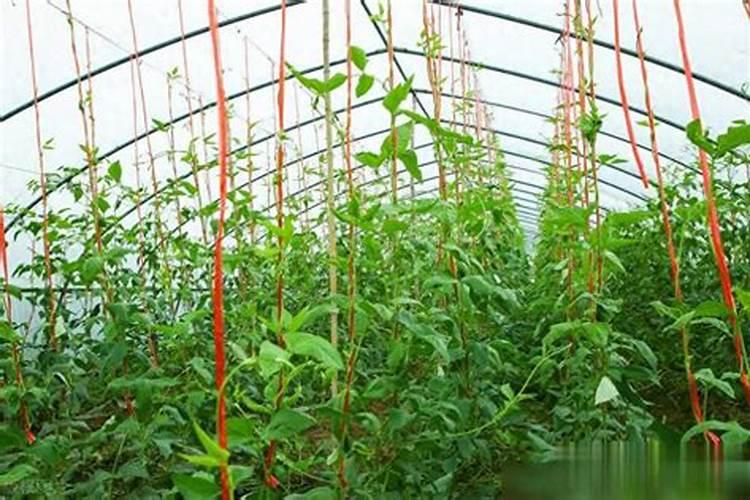 豆角用什么肥料效果好(种植豆角结果期需要什么叶面肥)