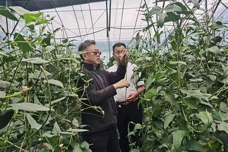 在农村,要准备栽豇豆了,豇豆的种植要点有什么？