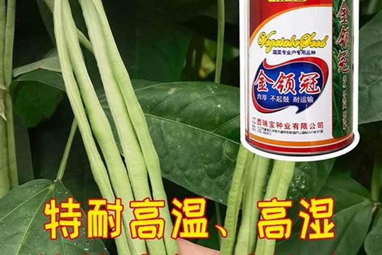 豇豆高产施肥,适合用什么肥料？需要注意什么？