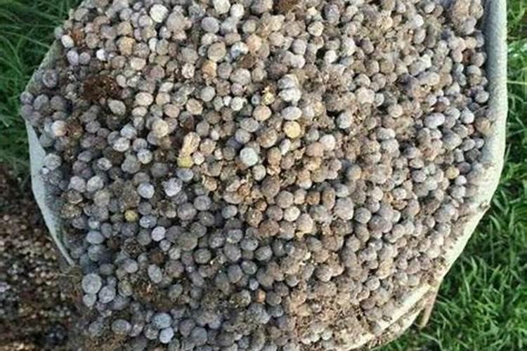 西葫芦水淹后还能活吗