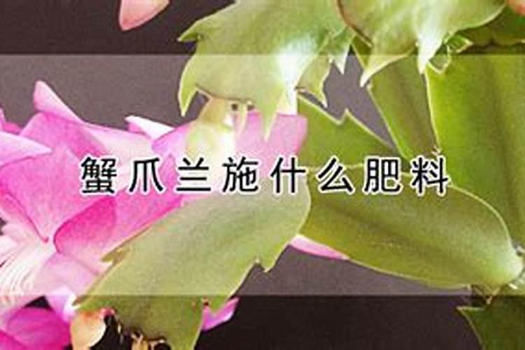 蟹爪兰用什么肥料最好