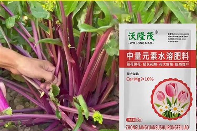 青瓜施什么肥最好