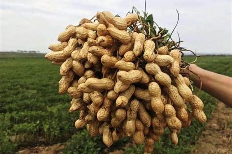 冲施肥在果树使用方法