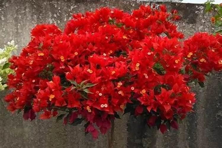 绿衣明虾调味汁