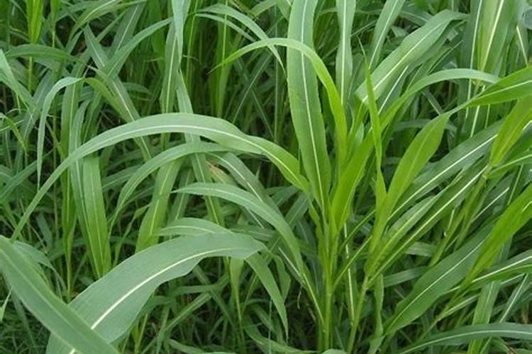 硫酸脲复合肥和其他复合肥相比有什么优点？