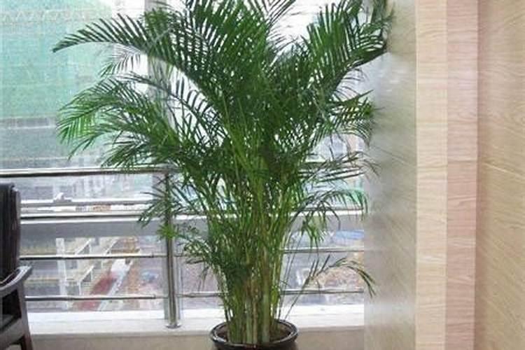 柑桔树病叶变薄,斑点变黄褐色坏死,是缺钼的症状吗？