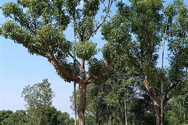 萝卜水培种植方法 萝卜如何水培种植呢