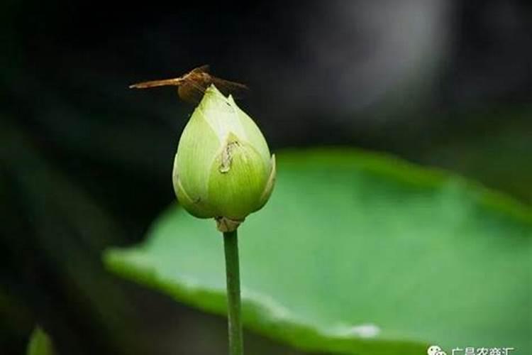 竹子荷花哪款好