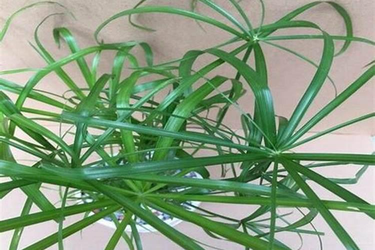 草本花卉和木本植物的应用区别