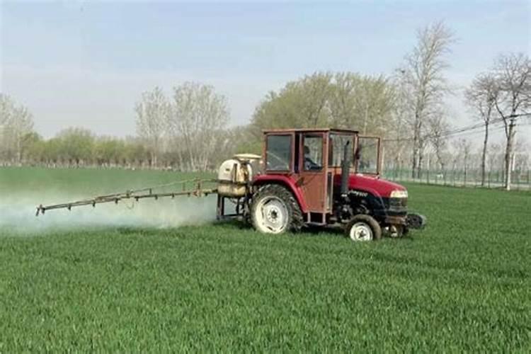 西瓜怎么种才不裂瓜 西瓜不裂瓜的方法