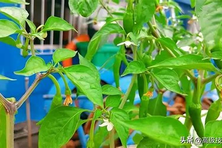 最新型的农药都有哪几种？它的特效是什么？