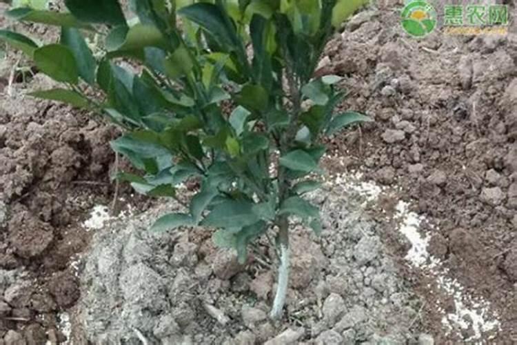 多肉植物用什么肥料好