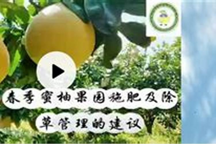 蜜柚不同生长阶段怎么施肥 施肥技巧总结