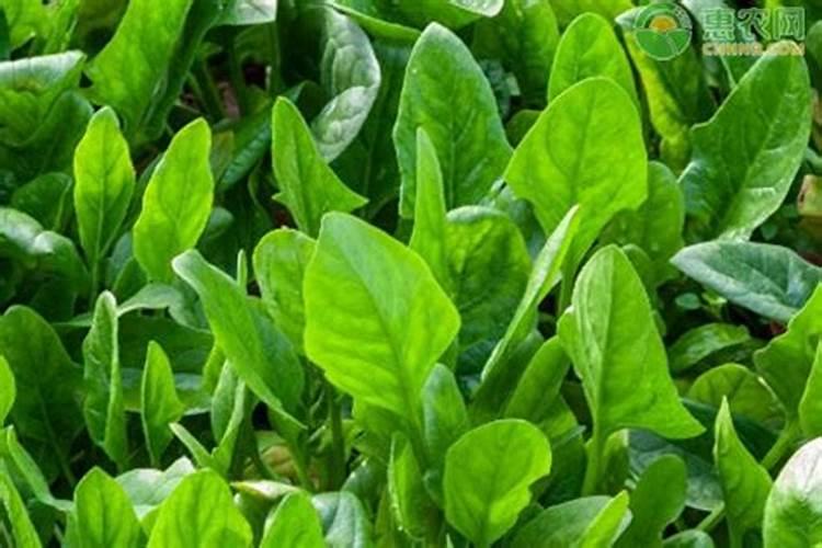 江到兴安水最清、青山簇簇水中生地名