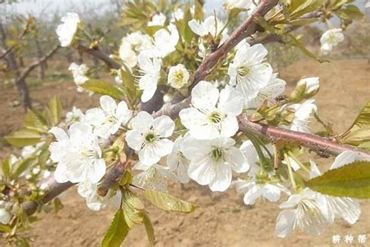 什么时候可以换盆、栽花？