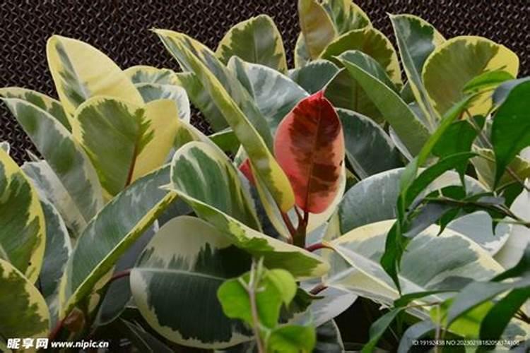 观叶植物用什么肥料好
