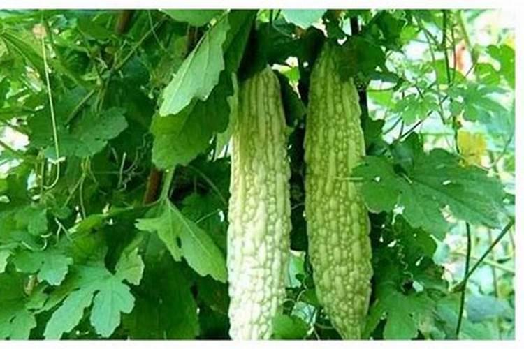 苦瓜的高产种植技术总结 苦瓜生长需要什么环境