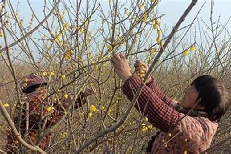 腊梅什么时候施肥 腊梅什么时间适合施肥呢