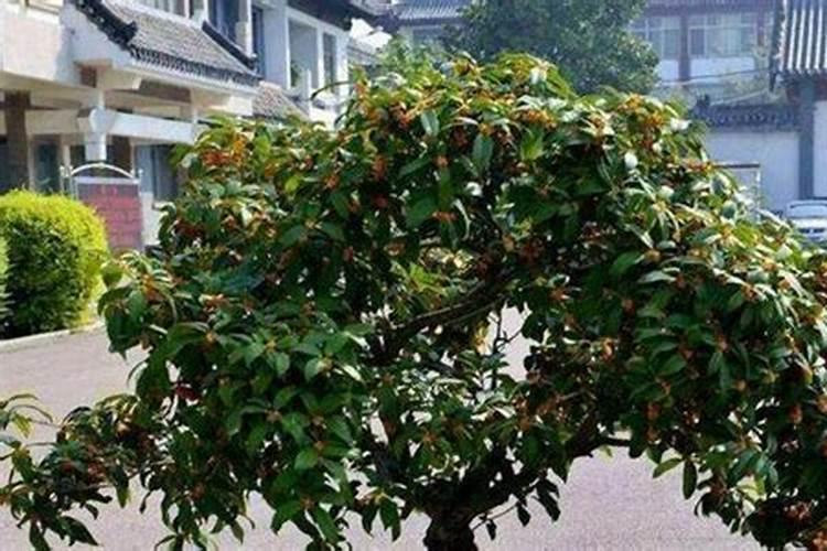 怎样才能养好桂花树