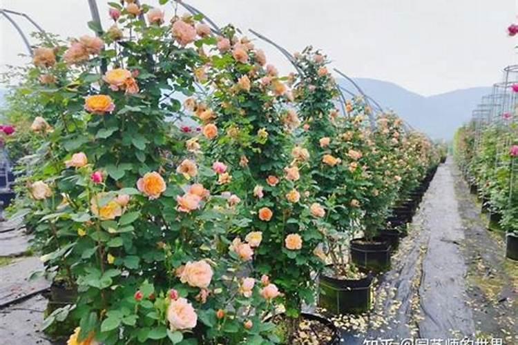 月季花的施加肥料需要注意什么