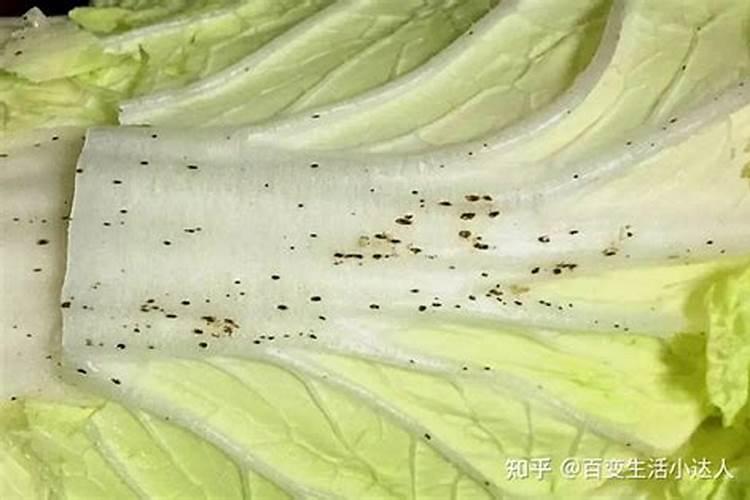 为什么大白菜会出现黑点现象