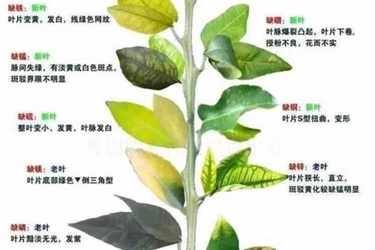 氮肥过多的症状