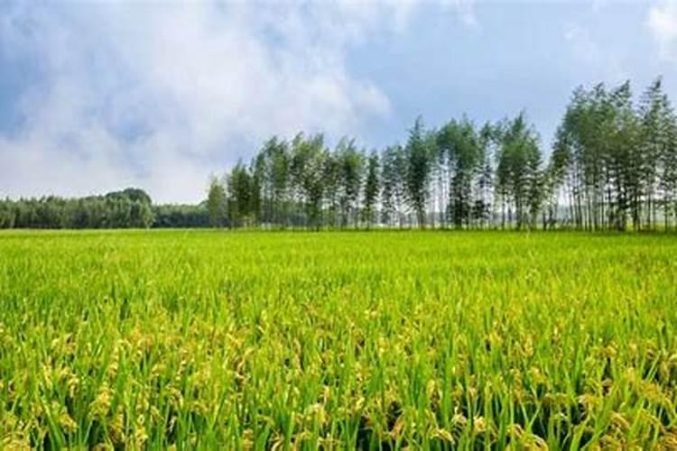 西兰花什么季节喷硼肥？