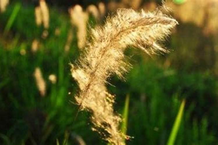 黄精地里能种鼠茅草吗？