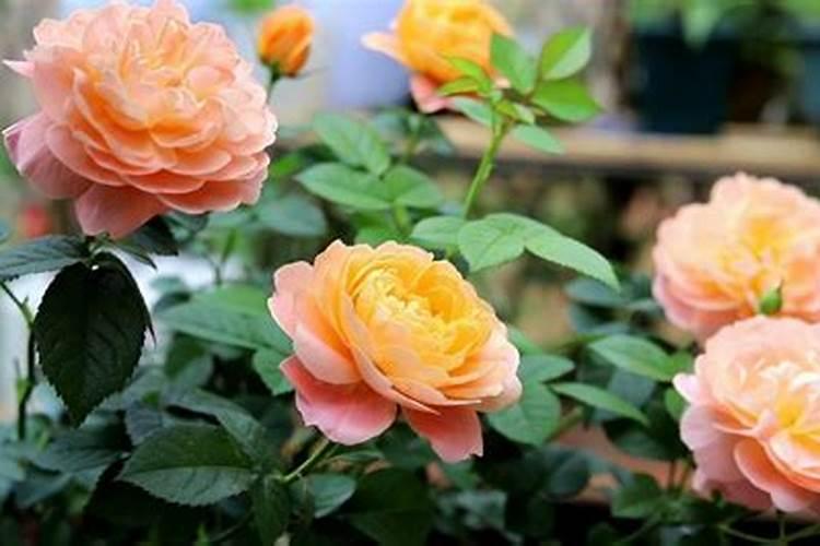 月季花用什么肥