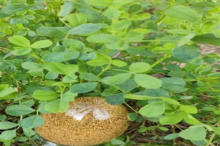 紫花苜蓿草移载怎样施肥花卉百科