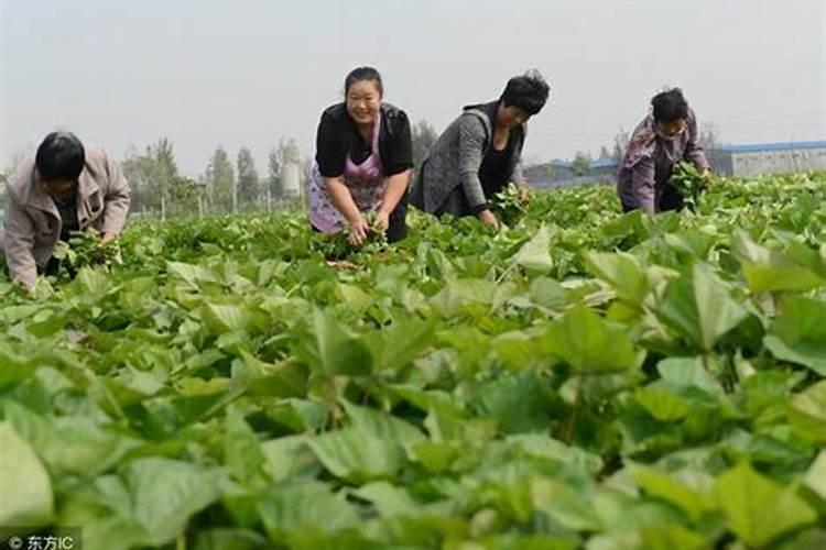 地瓜怎么栽高产 施什么肥合适