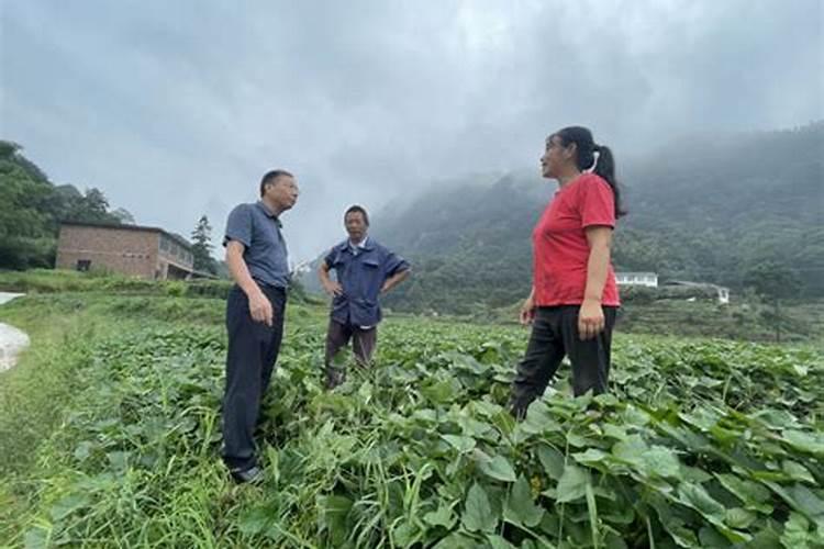 地瓜种植时间方法及田间管理技术 地瓜什么时候播种收获