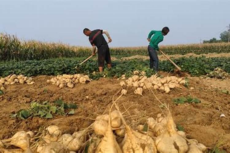 地瓜种植时间方法及田间管理技术 地瓜什么时候播种收获