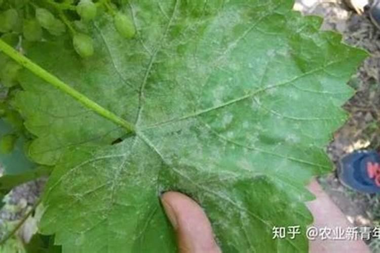 种植葡萄时在各个时期对肥料的要求都有哪些？