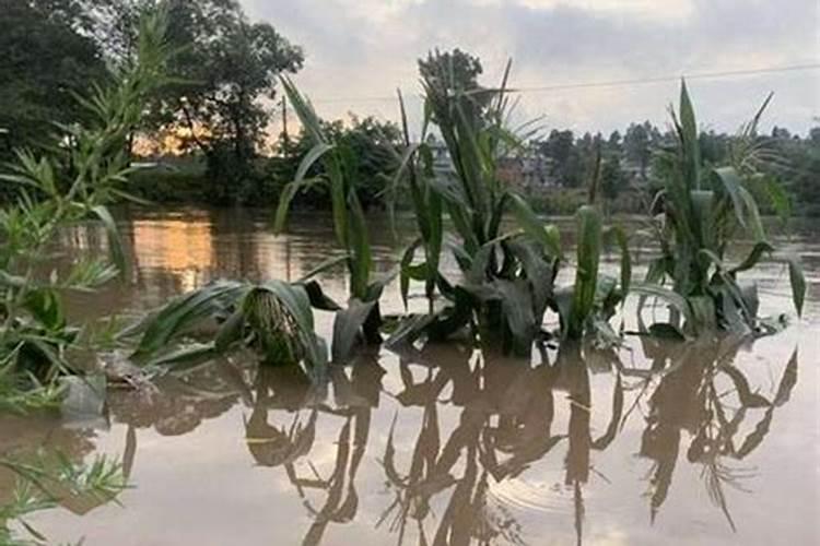 玉米施肥后下大雨有事吗(大雨过后化肥流失需要补充吗)