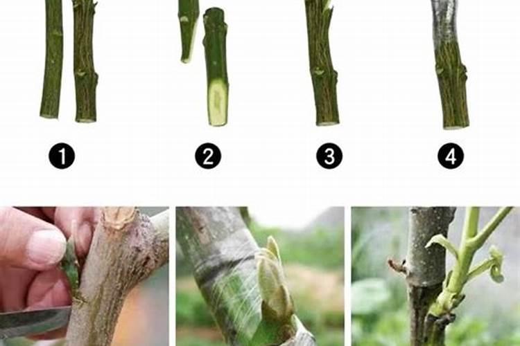 蔷薇花怎么施肥