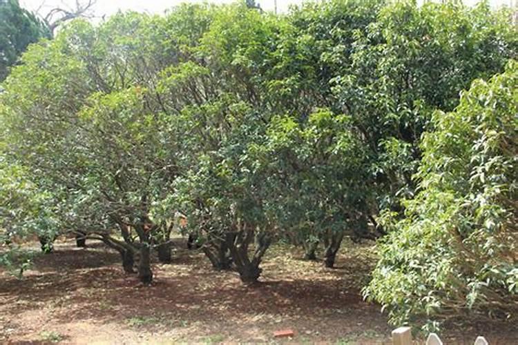 种植草莓需要什么肥料种植草莓用什么肥料最好