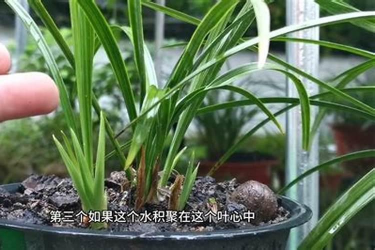 种草莓用什么肥料好 种草莓应该用什么肥料