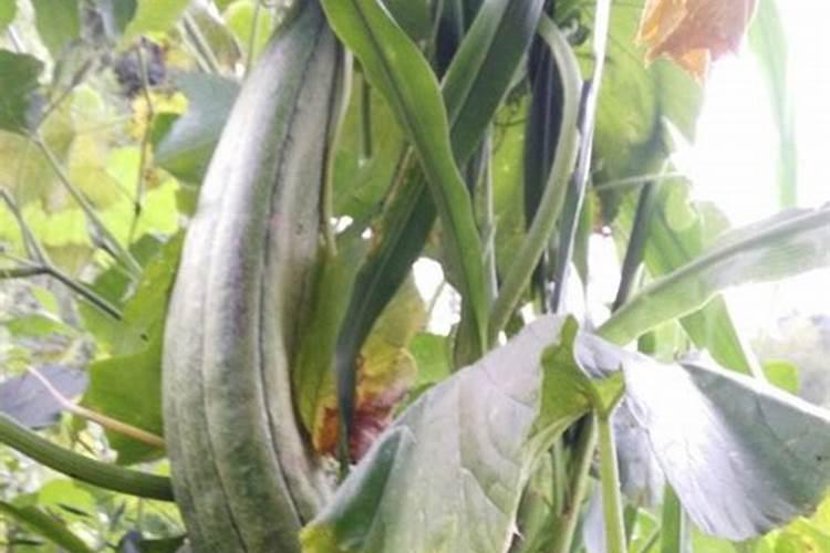 《名侦探柯南》中出现的各种毒药