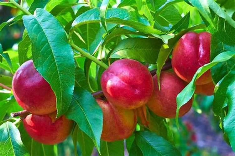 种类繁多的叶面肥,到底该怎么选择？