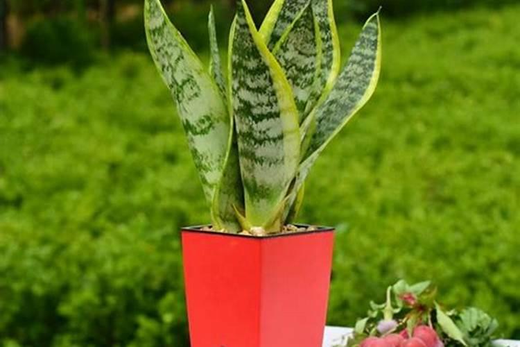 幸福树施什么肥好