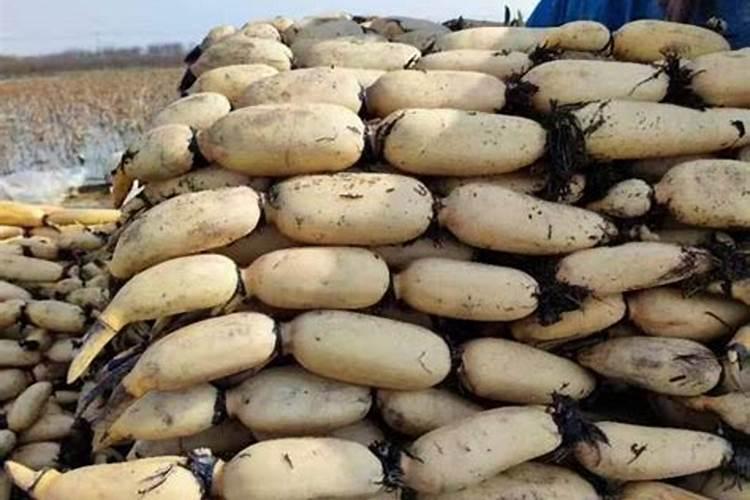 栀子花正在开花的时候能施肥吗