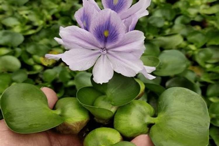 睡莲是草本植物吗