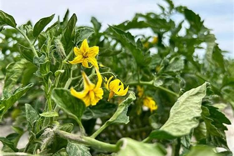 番茄花期冲施磷酸二氢钾用量