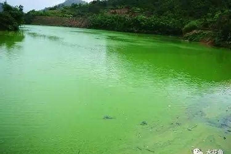 香瓜西瓜苗瓜没熟叶子全干枯死了是什么原因